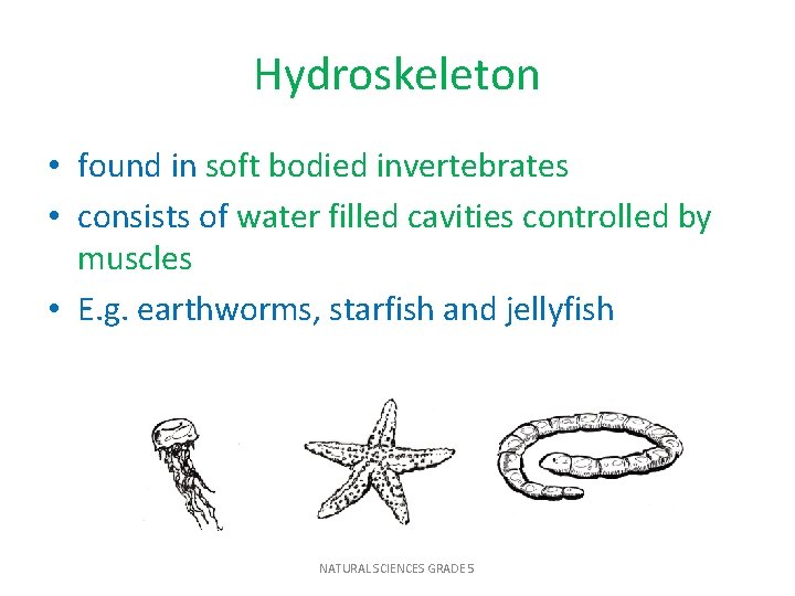 Hydroskeleton • found in soft bodied invertebrates • consists of water filled cavities controlled