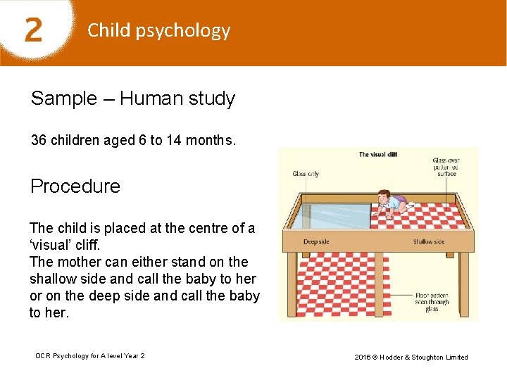 Child psychology Sample – Human study 36 children aged 6 to 14 months. Procedure