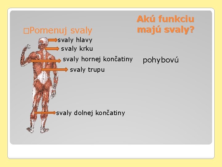 �Pomenuj svaly Akú funkciu majú svaly? svaly hlavy svaly krku svaly hornej končatiny svaly