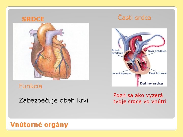 SRDCE Časti srdca Funkcia Zabezpečuje obeh krvi Vnútorné orgány Pozri sa ako vyzerá tvoje