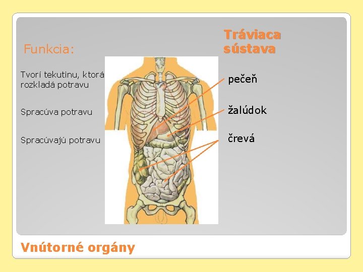 Funkcia: Tráviaca sústava Tvorí tekutinu, ktorá rozkladá potravu pečeň Spracúva potravu žalúdok Spracúvajú potravu