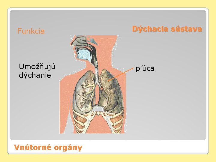 Funkcia Umožňujú dýchanie Vnútorné orgány Dýchacia sústava pľúca 