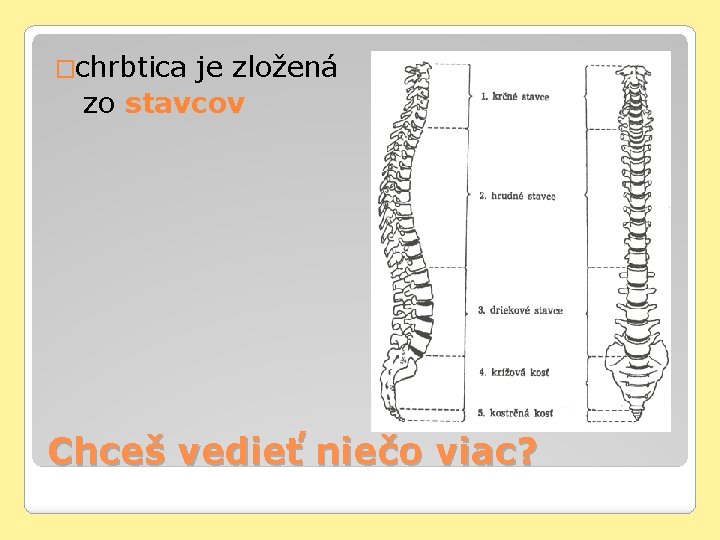 �chrbtica je zložená zo stavcov Chceš vedieť niečo viac? 