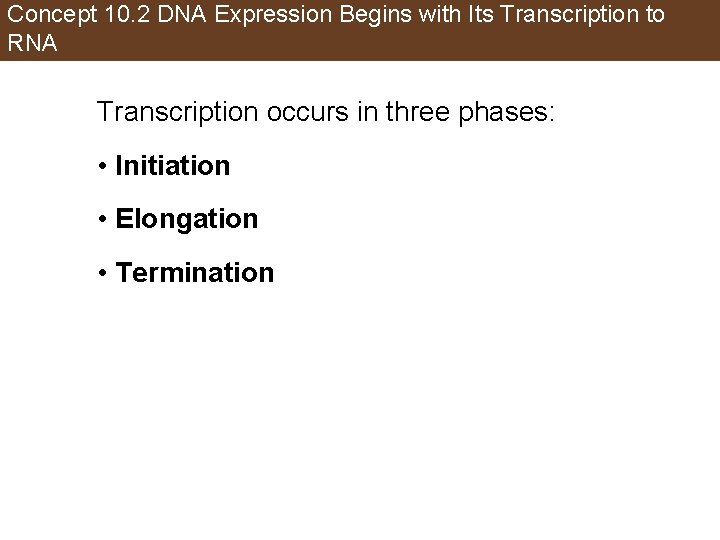 Concept 10. 2 DNA Expression Begins with Its Transcription to RNA Transcription occurs in