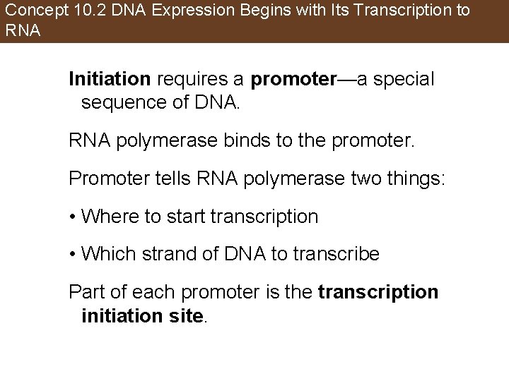 Concept 10. 2 DNA Expression Begins with Its Transcription to RNA Initiation requires a
