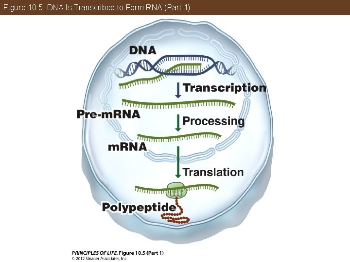 Figure 10. 5 DNA Is Transcribed to Form RNA (Part 1) 