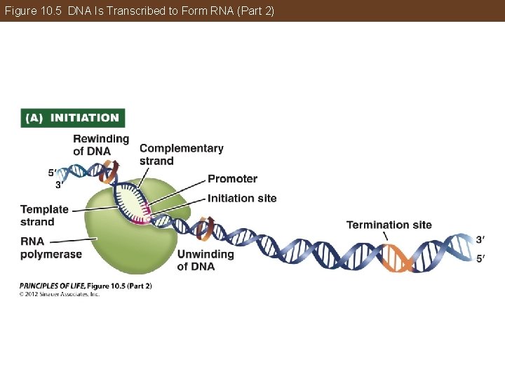 Figure 10. 5 DNA Is Transcribed to Form RNA (Part 2) 