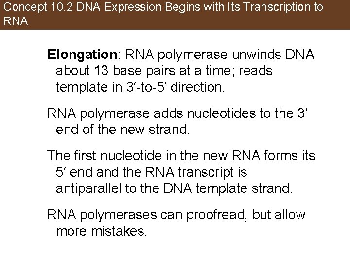 Concept 10. 2 DNA Expression Begins with Its Transcription to RNA Elongation: RNA polymerase
