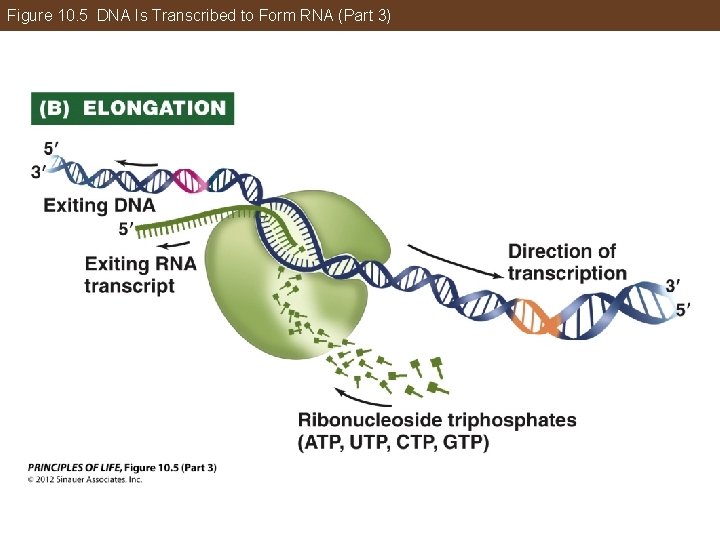 Figure 10. 5 DNA Is Transcribed to Form RNA (Part 3) 