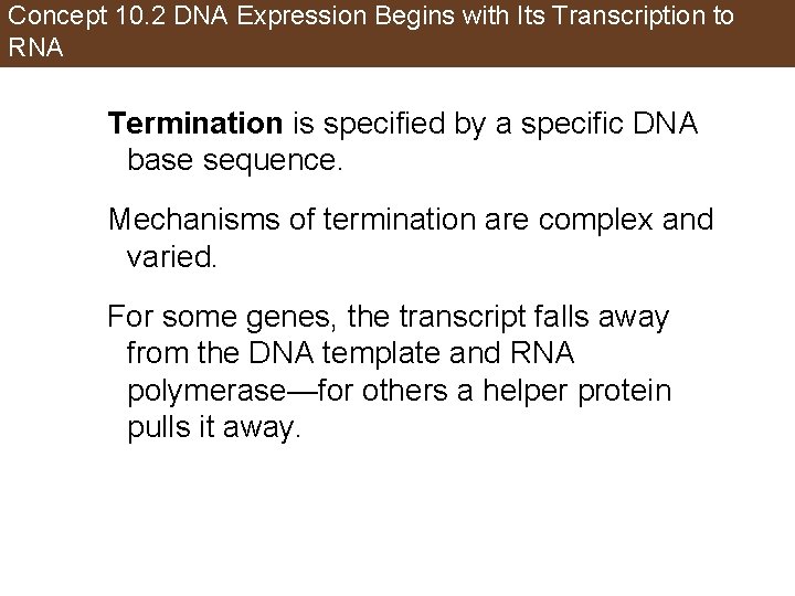 Concept 10. 2 DNA Expression Begins with Its Transcription to RNA Termination is specified