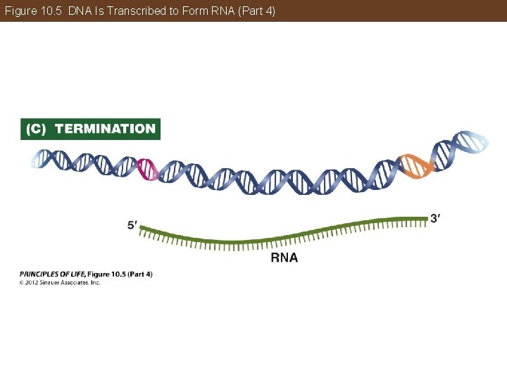 Figure 10. 5 DNA Is Transcribed to Form RNA (Part 4) 