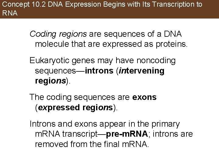Concept 10. 2 DNA Expression Begins with Its Transcription to RNA Coding regions are