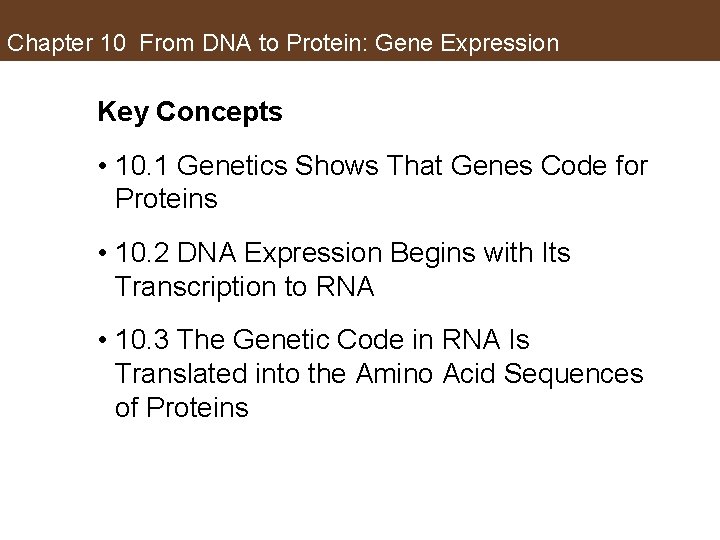Chapter 10 From DNA to Protein: Gene Expression Key Concepts • 10. 1 Genetics