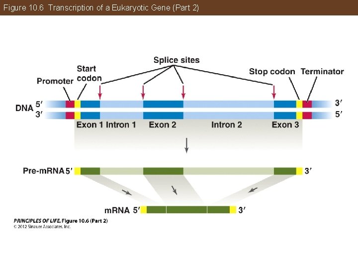 Figure 10. 6 Transcription of a Eukaryotic Gene (Part 2) 