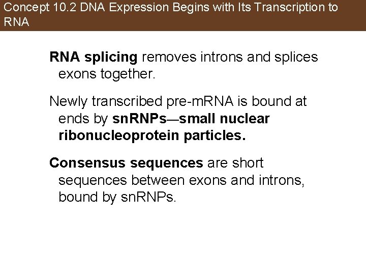 Concept 10. 2 DNA Expression Begins with Its Transcription to RNA splicing removes introns