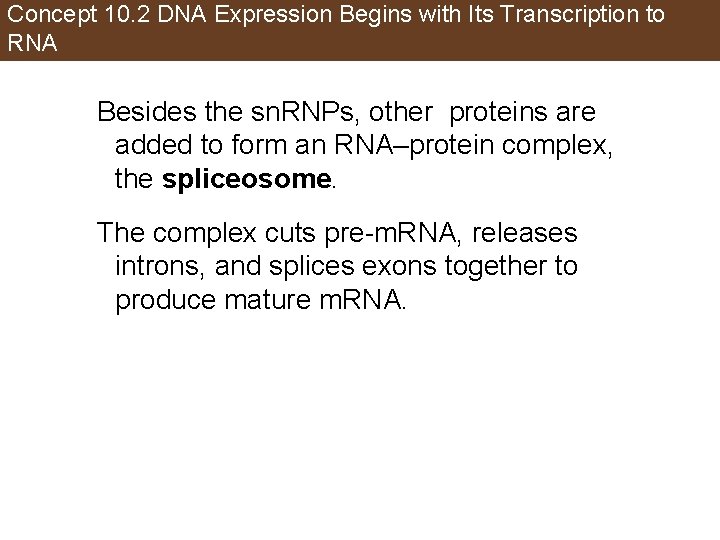Concept 10. 2 DNA Expression Begins with Its Transcription to RNA Besides the sn.