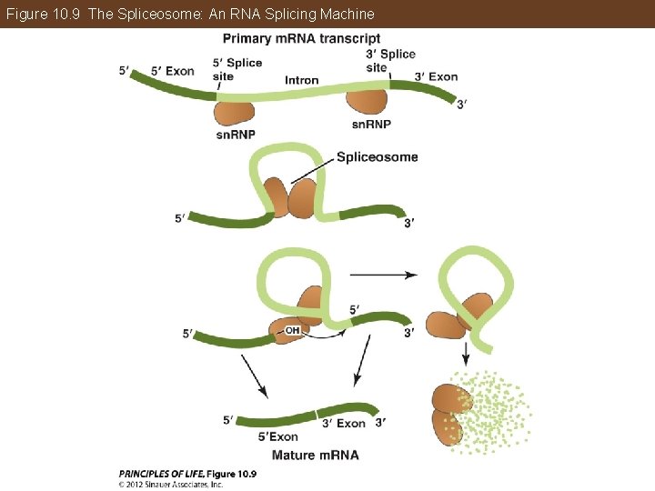 Figure 10. 9 The Spliceosome: An RNA Splicing Machine 