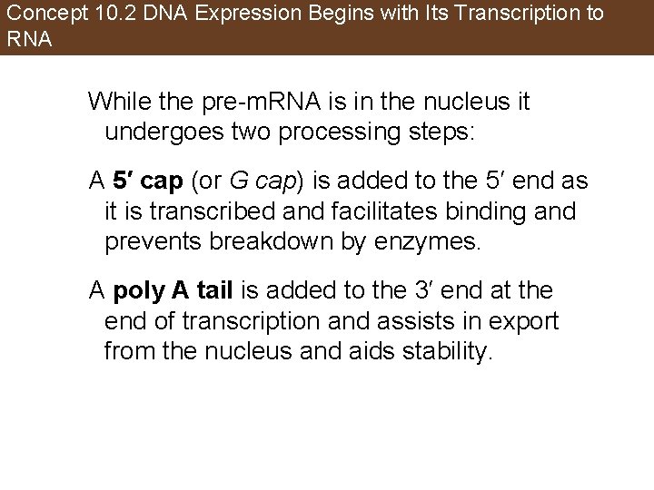 Concept 10. 2 DNA Expression Begins with Its Transcription to RNA While the pre-m.