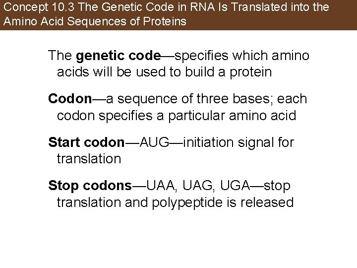 Concept 10. 3 The Genetic Code in RNA Is Translated into the Amino Acid