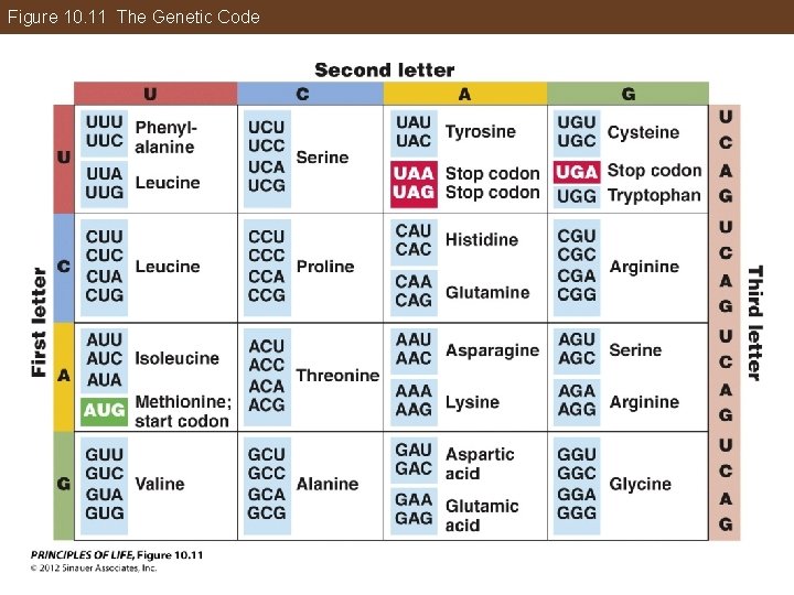 Figure 10. 11 The Genetic Code 