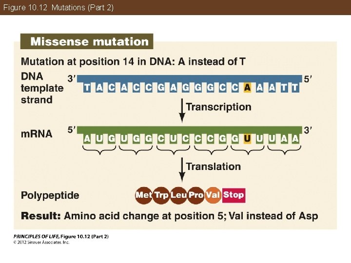 Figure 10. 12 Mutations (Part 2) 