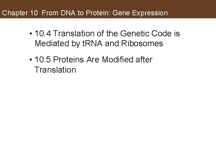 Chapter 10 From DNA to Protein: Gene Expression • 10. 4 Translation of the