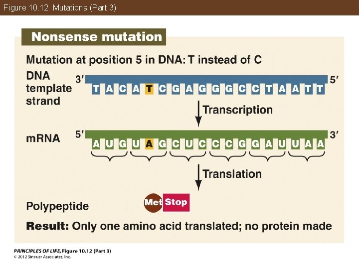 Figure 10. 12 Mutations (Part 3) 