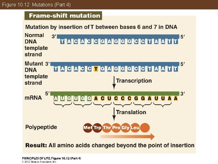 Figure 10. 12 Mutations (Part 4) 