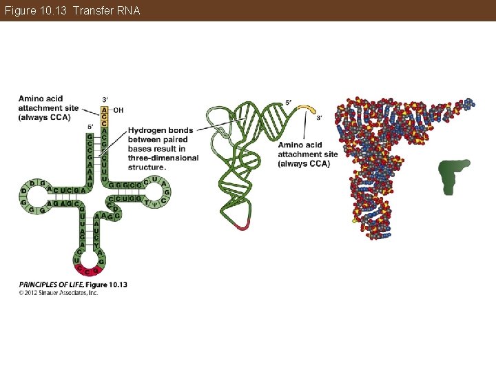 Figure 10. 13 Transfer RNA 