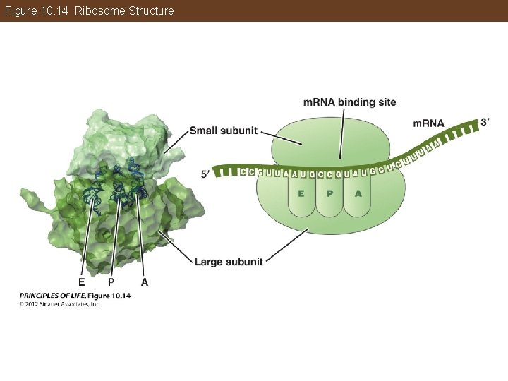 Figure 10. 14 Ribosome Structure 