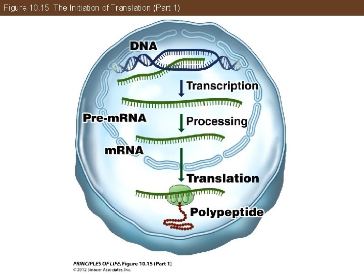 Figure 10. 15 The Initiation of Translation (Part 1) 