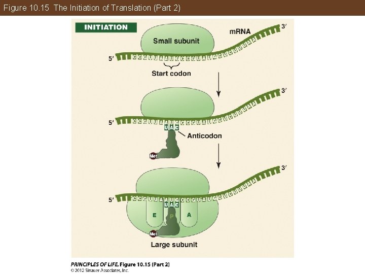 Figure 10. 15 The Initiation of Translation (Part 2) 