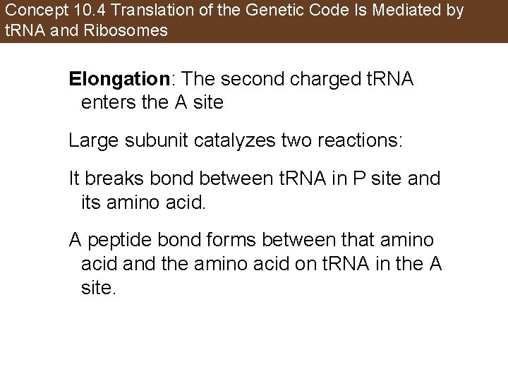 Concept 10. 4 Translation of the Genetic Code Is Mediated by t. RNA and