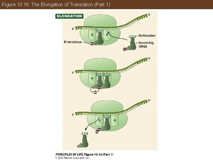 Figure 10. 16 The Elongation of Translation (Part 1) 