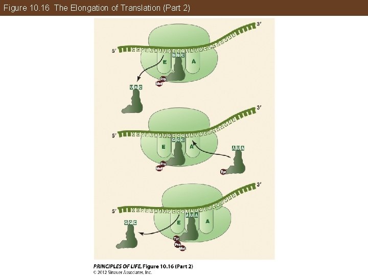 Figure 10. 16 The Elongation of Translation (Part 2) 