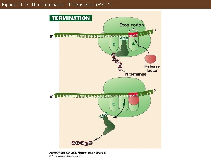 Figure 10. 17 The Termination of Translation (Part 1) 