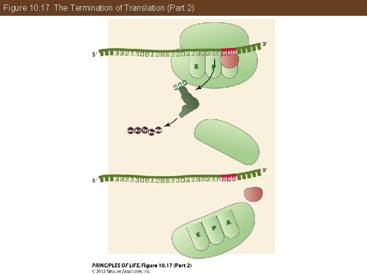 Figure 10. 17 The Termination of Translation (Part 2) 