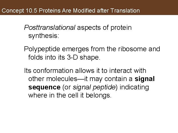 Concept 10. 5 Proteins Are Modified after Translation Posttranslational aspects of protein synthesis: Polypeptide