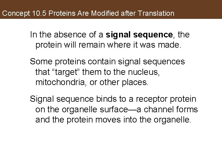 Concept 10. 5 Proteins Are Modified after Translation In the absence of a signal