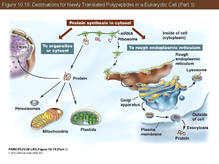 Figure 10. 19 Destinations for Newly Translated Polypeptides in a Eukaryotic Cell (Part 1)