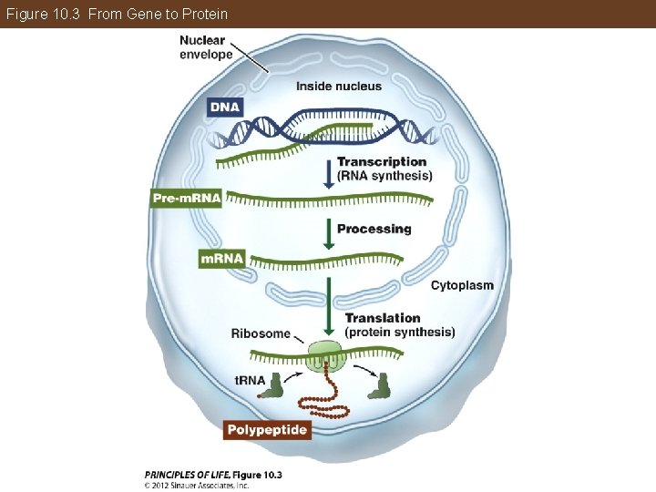 Figure 10. 3 From Gene to Protein 
