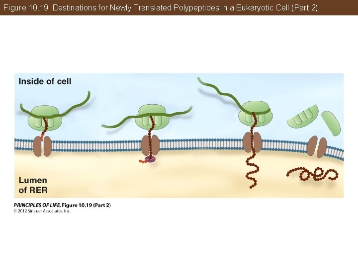 Figure 10. 19 Destinations for Newly Translated Polypeptides in a Eukaryotic Cell (Part 2)