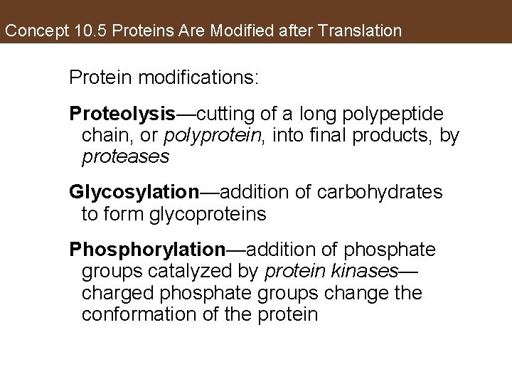 Concept 10. 5 Proteins Are Modified after Translation Protein modifications: Proteolysis—cutting of a long