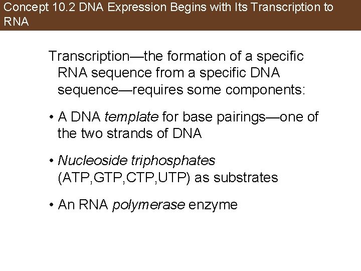 Concept 10. 2 DNA Expression Begins with Its Transcription to RNA Transcription—the formation of