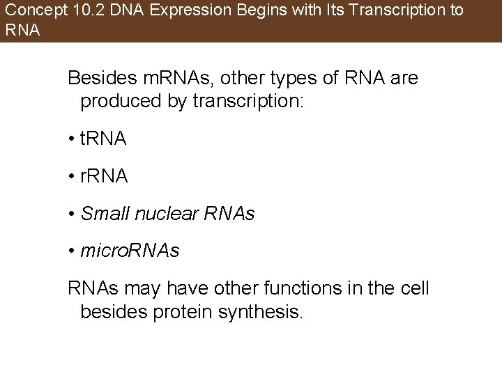 Concept 10. 2 DNA Expression Begins with Its Transcription to RNA Besides m. RNAs,