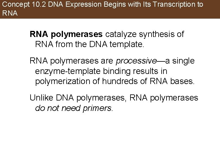 Concept 10. 2 DNA Expression Begins with Its Transcription to RNA polymerases catalyze synthesis