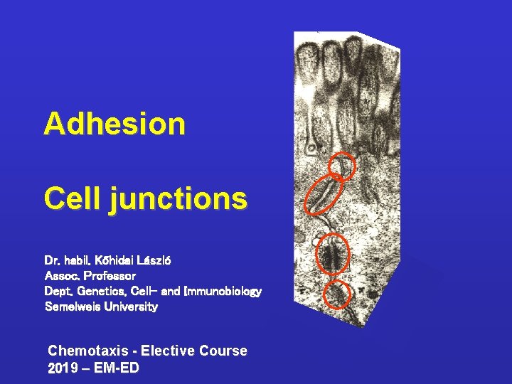 Adhesion Cell junctions Dr. habil. Kőhidai László Assoc. Professor Dept. Genetics, Cell- and Immunobiology