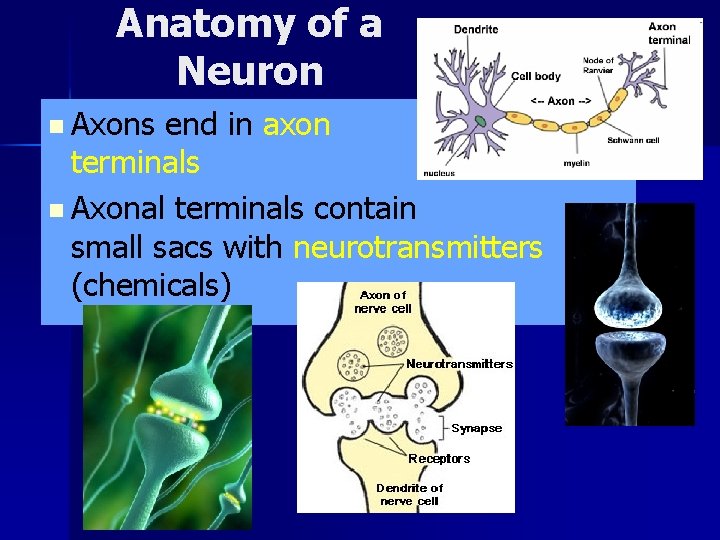 Nervous Tissue Neuroglia Support Cells n Support cells