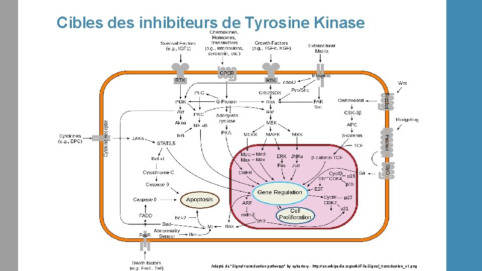 Cibles des inhibiteurs de Tyrosine Kinase Adapté de "Signal transduction pathways" by cybertory -