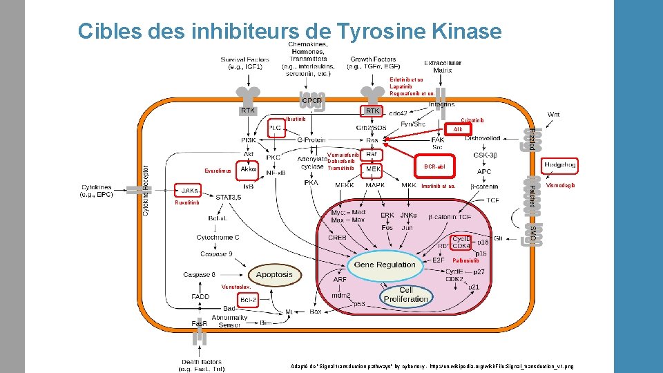 Cibles des inhibiteurs de Tyrosine Kinase Erlotinib et co Lapatinib Regorafenib et co. Ibrutinib